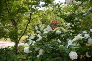 20170507　オオデマリ(大手鞠) の花 (3)